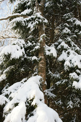 snow-covered trees on a frosty sunny day