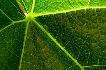 Rebenblatt im Lichtspiel 