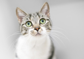 A tabby and white shorthaired cat gazing upward
