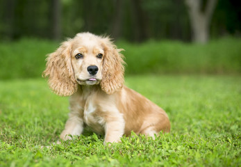 A young English Cocker Spaniel puppy in the grass