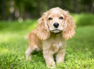 A young English Cocker Spaniel puppy in the grass