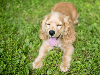 A young English Cocker Spaniel puppy in the grass