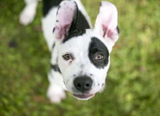 A black and white spotted puppy with floppy ears looking up at the camera