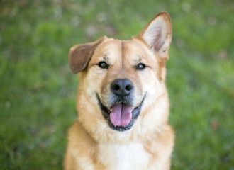 Outdoor portrait of a mixed breed dog with one floppy ear and one erect ear