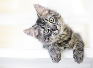 A young kitten gazing at the camera curiously with a head tilt © Mary Swift