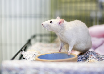 A white Fancy Rat or domesticated pet rat in sitting next to its food dish in a cage