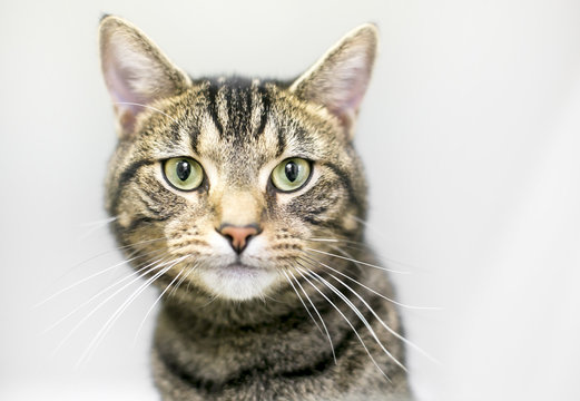 A brown tabby domestic shorthair cat on a white background