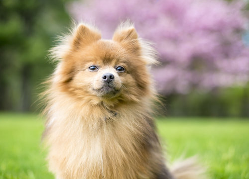 A red Pomeranian dog outdoors in the springtime in front of a pink blooming tree