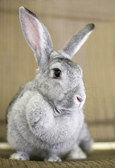 A large gray Giant Chinchilla Rabbit