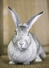 A large gray Giant Chinchilla Rabbit