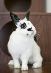 A domesticated black and white Dwarf rabbit