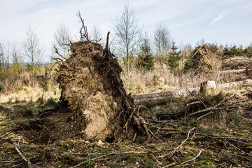 Fototapeta na wymiar Durch Sturm entwurzelter Baum