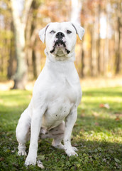 A white American Bulldog with heterochromia, one blue eye and one brown eye