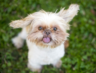 Funny portrait of a small dog with a silly expression, floppy ears and tongue out