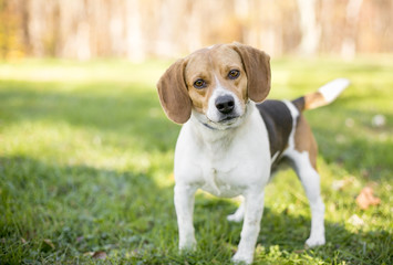 A tricolor Beagle dog standing outdoors and looking at the camera