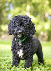 A black and white Poodle mixed breed dog standing outdoors