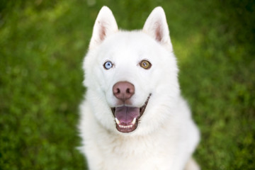 A white Husky dog with heterochromia, one blue eye and one brown eye