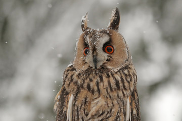 Eule im Winter während es schneit