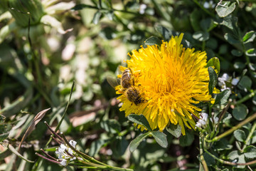 gelbe Löwenzahn Blüten auf Wiese