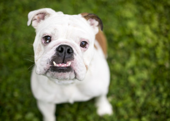A purebred English Bulldog with sectoral heterochromia and an underbite looking up at the camera