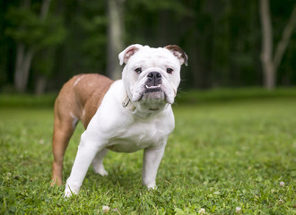 Fototapeta premium A purebred English Bulldog with an underbite standing outdoors and looking at the camera