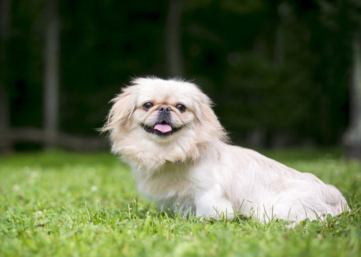 A Pekingese dog sitting outdoors in the grass