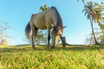 horse grazing on a green meadow surrounded by palm trees