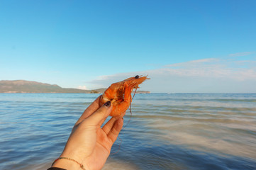 Fototapeta na wymiar female hand holding a Royal shrimp on blue sea background