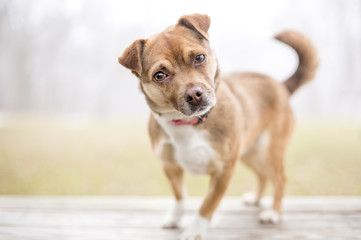 A small mixed breed dog looking at the camera with a head tilt, with a foggy background