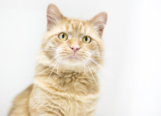 An orange tabby domestic shorthair cat with yellow eyes and long whiskers