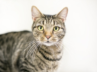 A brown tabby domestic shorthair cat looking at the camera