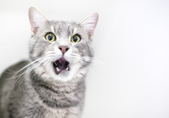A gray tabby domestic shorthair cat with its mouth open