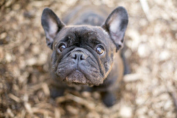 Obraz premium A cute black French Bulldog looking up