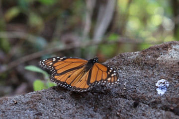 Fototapeta na wymiar Mariposas monarca
