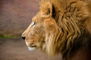 Obraz na płótnie Canvas Lion Profile