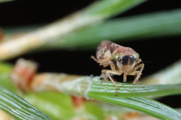 Pithyotettix abietinus from the family Cicadellidae on on pine pins.