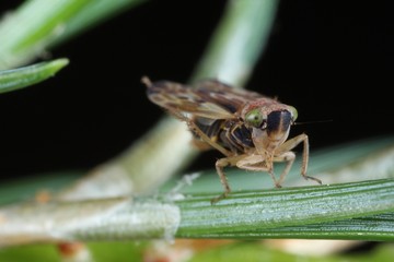 Pithyotettix abietinus from the family Cicadellidae on on pine pins.