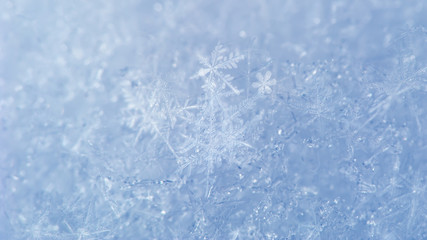 Snow background with detailed snowflakes. Macro photo of real snow crystals: large stellar...