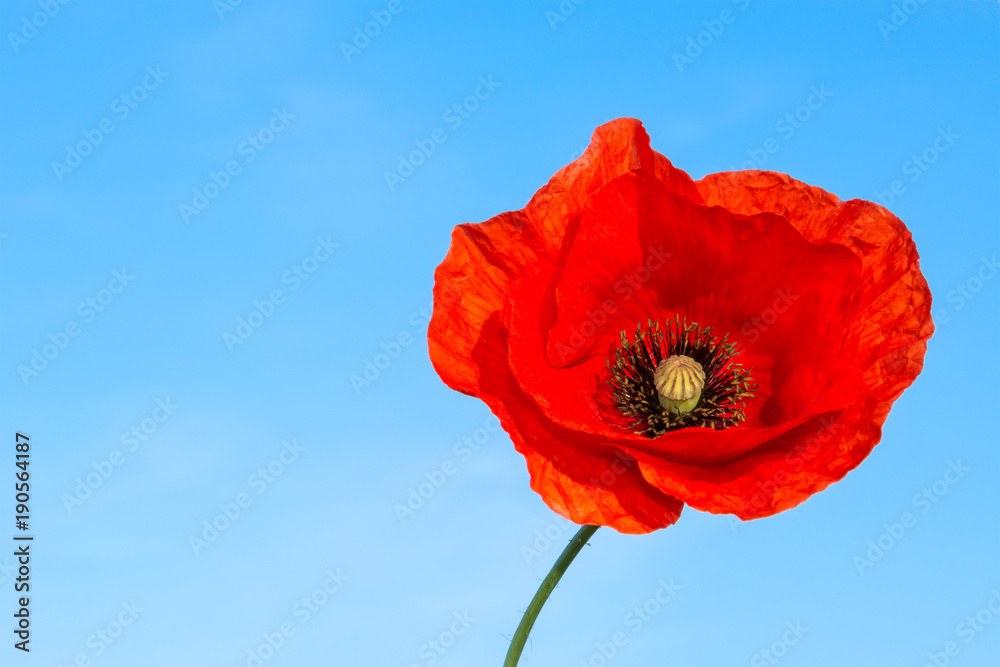 Wall mural Beautiful red flower of poppy on a blue background. Papaver rhoeas. The silhouette of solitary wild corn rose in bloom against blue summer sky.