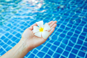 Floating frangipani flowers in the pool