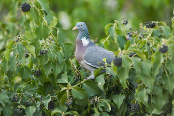 Wood pigeon eats berries on wall overgrown with ivy