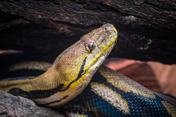yellow Python close up