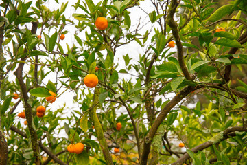 mandarin tree in park