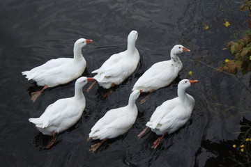 Fototapeta premium Swans