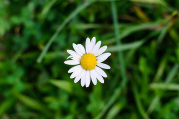 Obraz premium Wild white daisy flower on a meadow blurred background