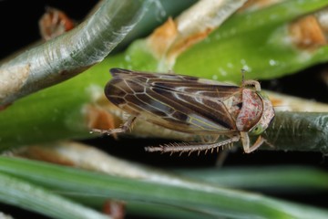Pithyotettix abietinus from the family Cicadellidae on on pine pins.