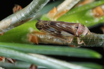 Pithyotettix abietinus from the family Cicadellidae on on pine pins.