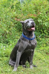 BEAUTIFUL CANE CORSO DOG