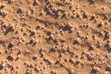 Sea shells on sand background texture