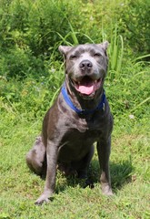 Naklejka premium BEAUTIFUL CANE CORSO DOG